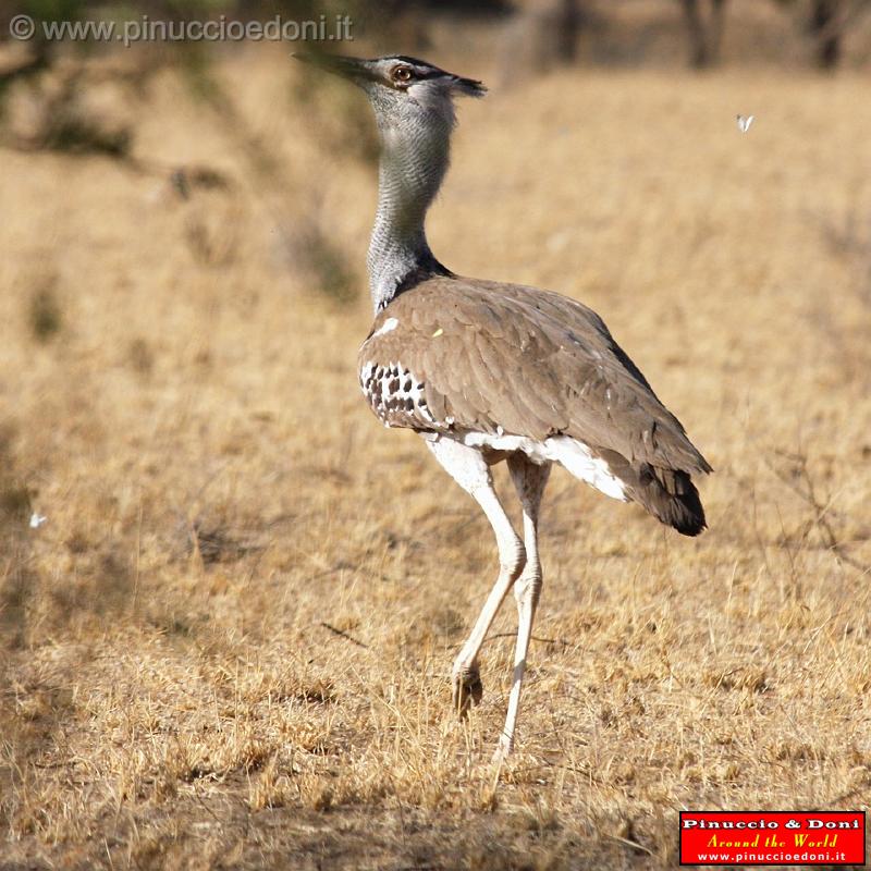 Ethiopia - 648 - Kori Bustard.jpg